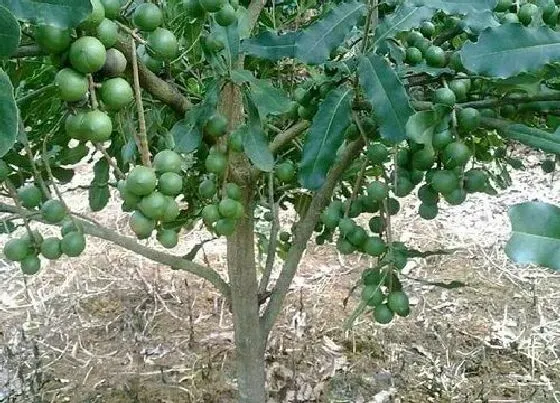 种植前景|牛油果在南方可以种吗