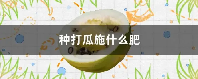 种打瓜施什么肥