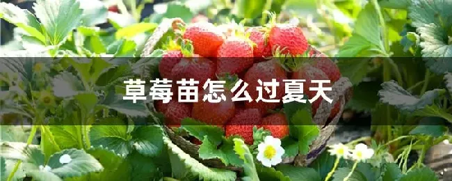 草莓苗怎么过夏天