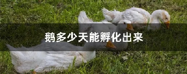 鹅多少天能孵化出来