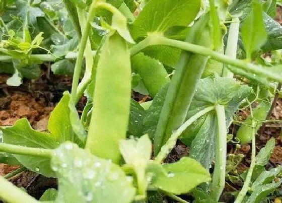 农作物|十月份种植什么农作物 适合秋季10月份种植的作物