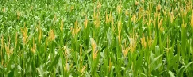 益农玉18玉米种子积温附简介
