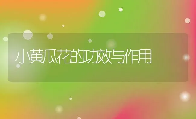 小黄瓜花的功效与作用 | 养殖资料投稿