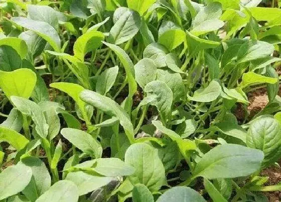蔬菜|鸡毛菜是什么菜