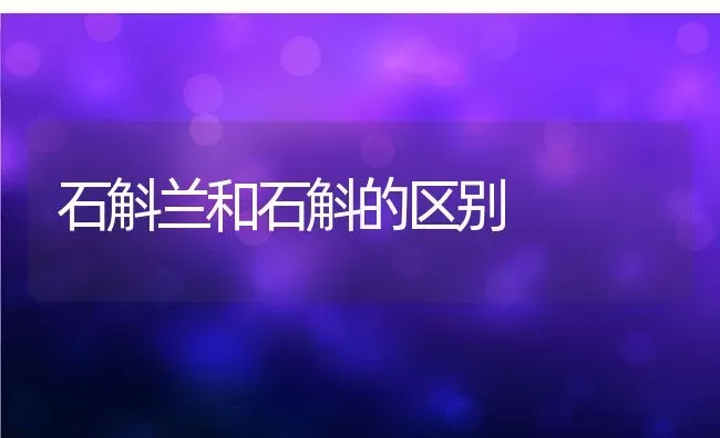石斛兰和石斛的区别 | 养殖资料投稿