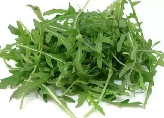蔬菜|芝麻菜是什么菜