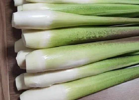 蔬菜|茭白是什么菜