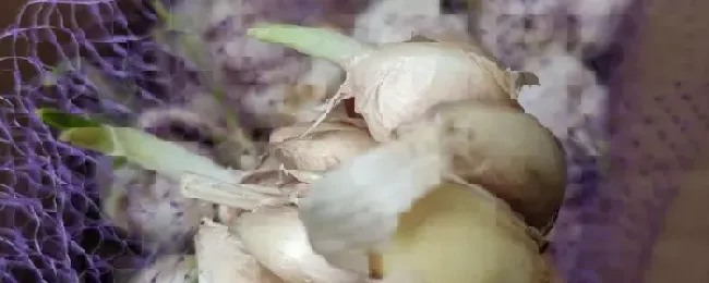 大蒜长芽了还能生吃吗？有什么禁忌