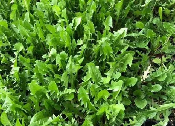 蔬菜|荠菜和芥菜是一种菜吗