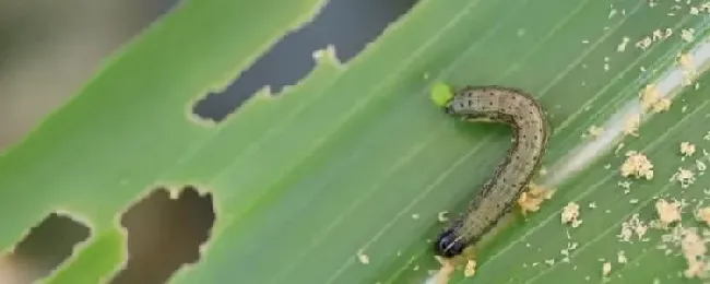 防治贪夜蛾用什么药？