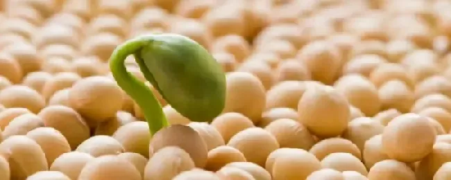 双子叶豆科植物通过根瘤菌能固定的元素是氮素吗？