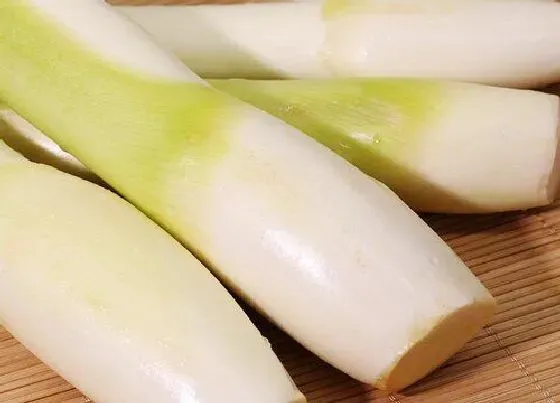 蔬菜|茭白是什么菜