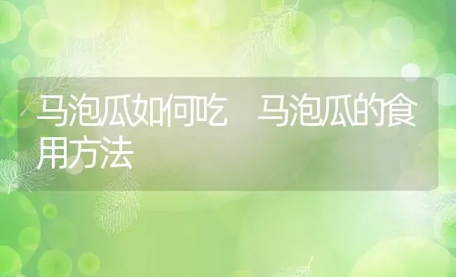 马泡瓜如何吃 马泡瓜的食用方法 | 养殖资料投稿