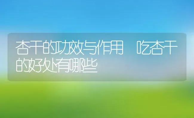 杏干的功效与作用 吃杏干的好处有哪些 | 养殖资料投稿