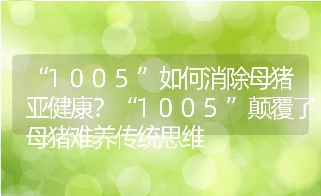 “1005”如何消除母猪亚健康？“1005”颠覆了母猪难养传统思维 | 养殖资讯