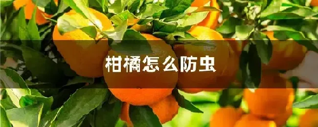 柑橘怎么防虫