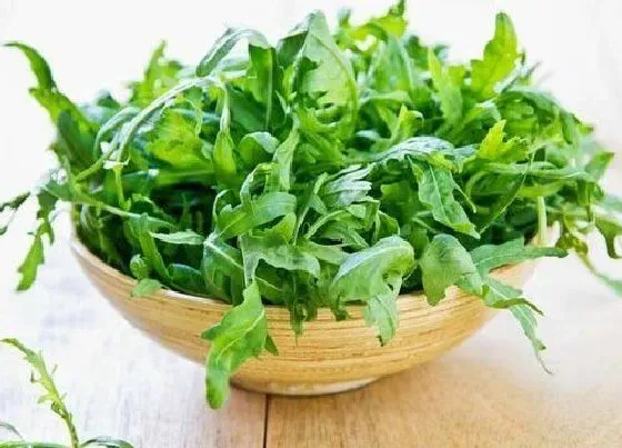 蔬菜|芝麻菜是什么菜