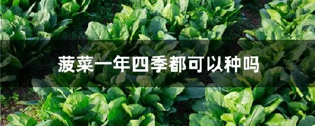 菠菜一年四季都可以种吗