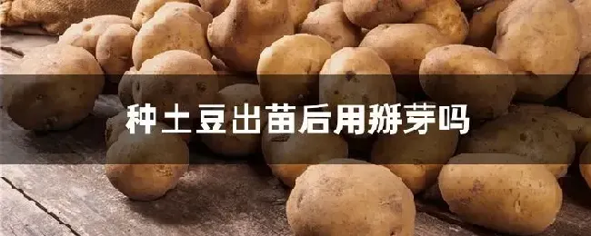 种土豆出苗后用掰芽吗