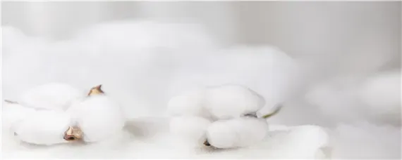 棉花是几月份开始种植