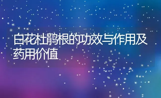 白花杜鹃根的功效与作用及药用价值 | 养殖资料投稿