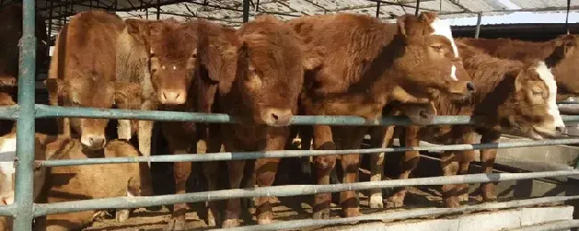 肉牛出栏周期