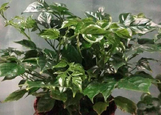 种植前景|种植盆景赚钱吗 种植前景与利润怎么样