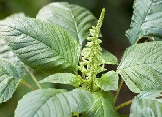 蔬菜|7月份北方适合种植什么蔬菜