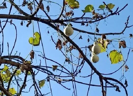 种菜|冬腊月适合种什么菜