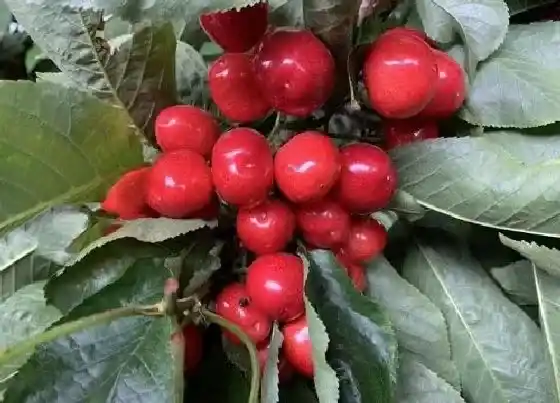 种植前景|浙江适合种植什么水果 盛产什么水果