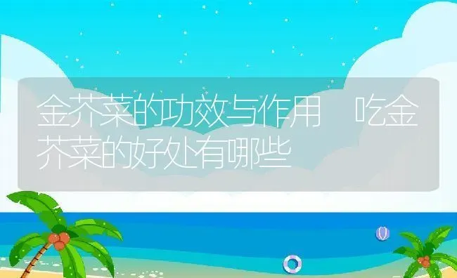 金芥菜的功效与作用 吃金芥菜的好处有哪些 | 养殖资料投稿