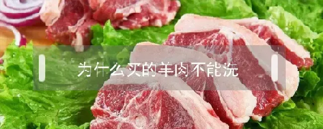 为什么买的羊肉不能洗