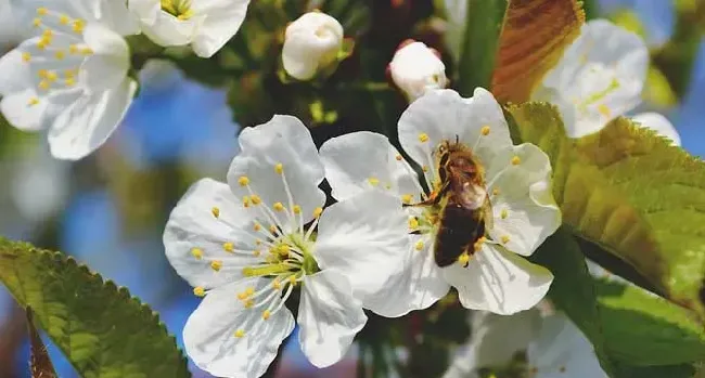 蜂毒能杀死癌细胞吗？