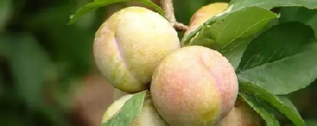 三华李种植管理技术树苗什么时候种植好