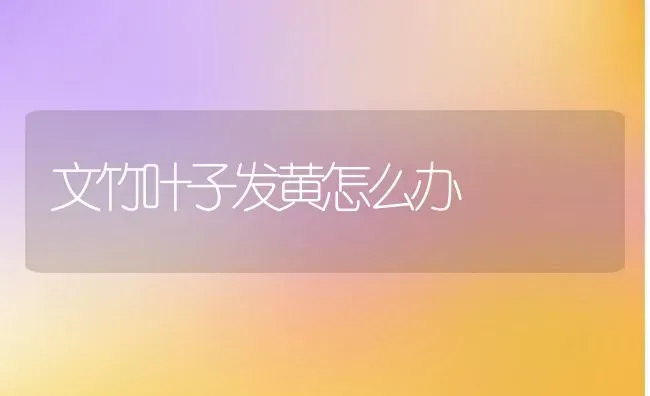 文竹叶子发黄怎么办 | 养殖资料投稿