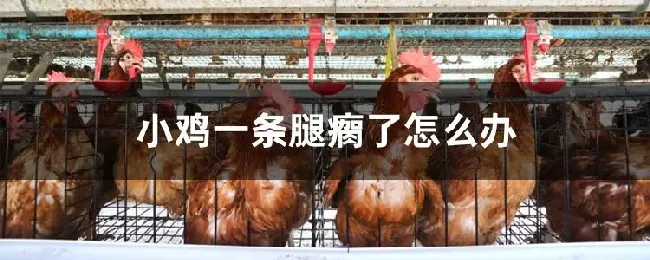 小鸡一条腿瘸了怎么办