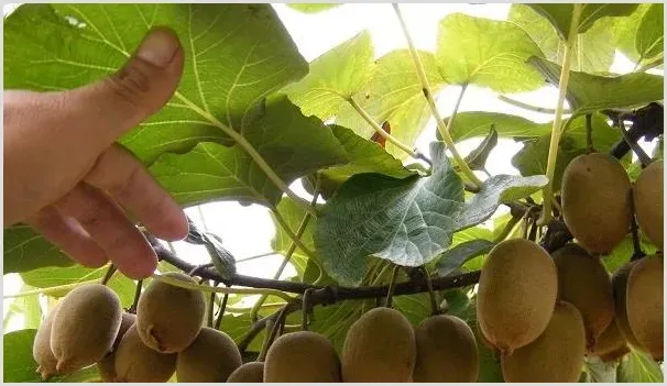 红心猕猴桃种植利润分析，红心猕猴桃有种植前景么？ | 养殖项目前景