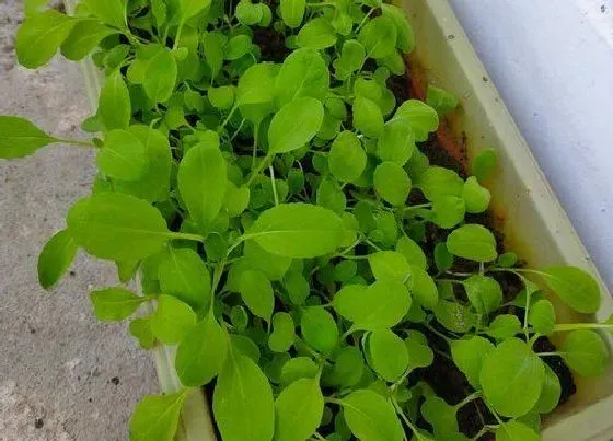 蔬菜|鸡毛菜是什么菜
