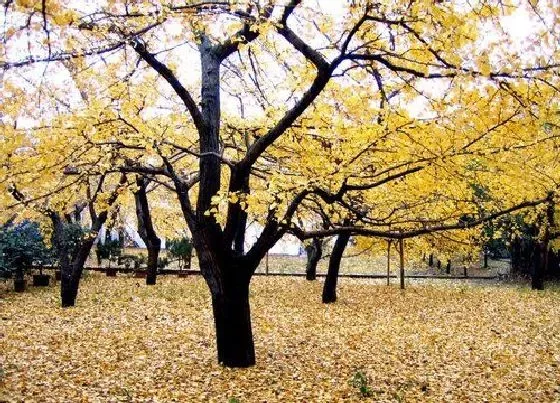 种植前景|银杏树在南方可以种吗