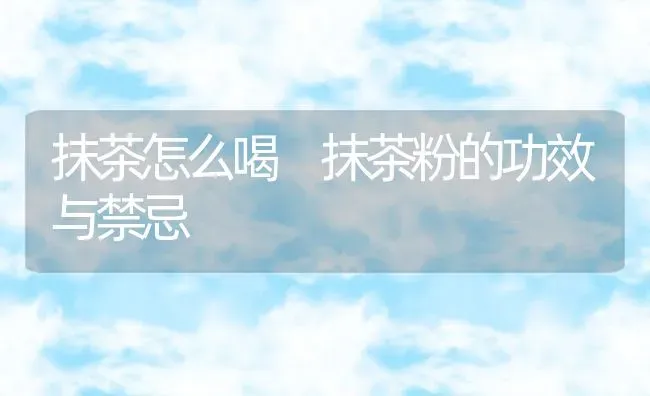 抹茶怎么喝 抹茶粉的功效与禁忌 | 养殖资料投稿