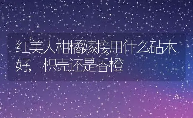 红美人柑橘嫁接用什么砧木好,枳壳还是香橙 | 养殖资讯