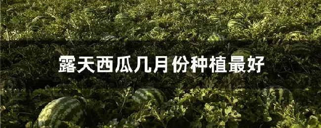 露天西瓜几月份种植最好