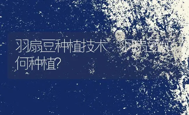 羽扇豆种植技术 羽扇豆如何种植？ | 养殖资讯