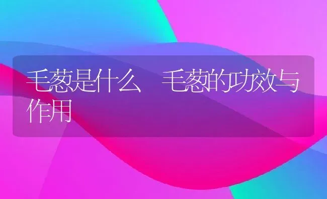 毛葱是什么 毛葱的功效与作用 | 养殖资料投稿