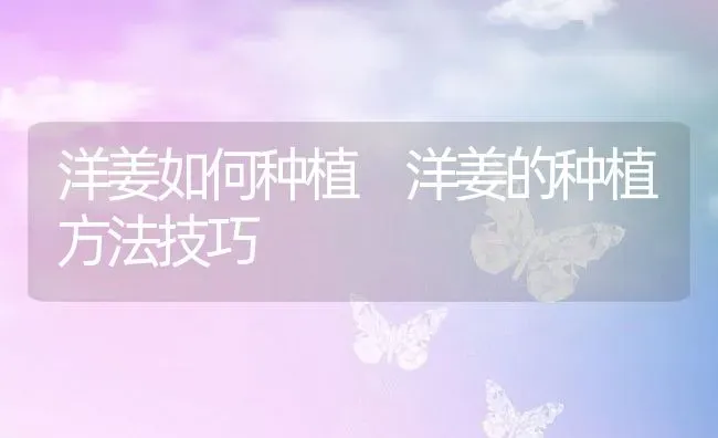 洋姜如何种植 洋姜的种植方法技巧 | 养殖资料投稿