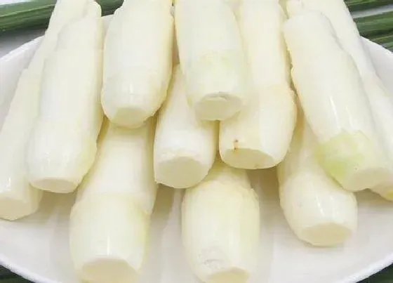 蔬菜|茭白是什么菜