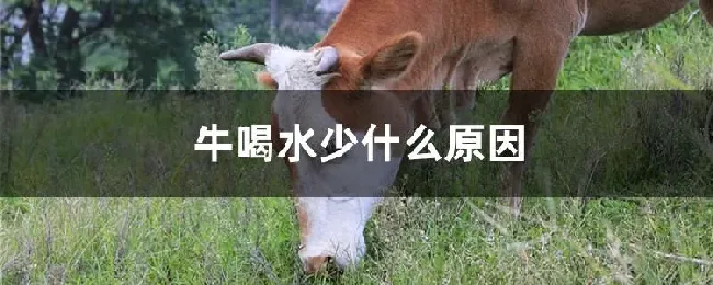 牛喝水少什么原因