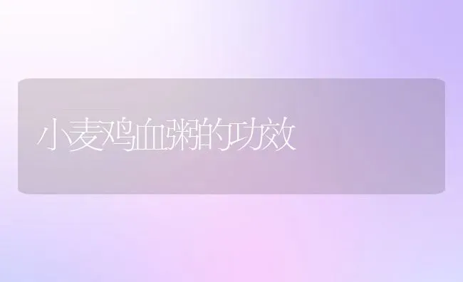 小麦鸡血粥的功效 | 养殖资讯