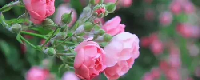 蔷薇怎么过冬