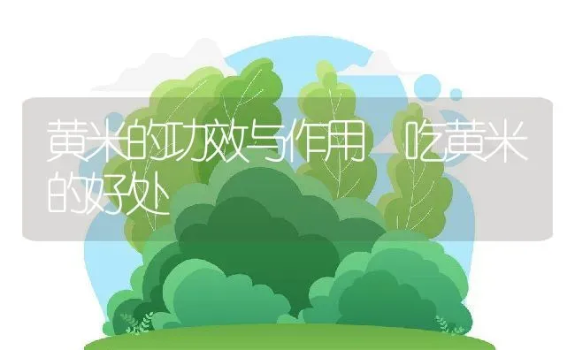 黄米的功效与作用 吃黄米的好处 | 养殖资讯